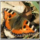 Aglais urticae - Kleiner Fuchs 04.jpg